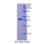SDS-PAGE analysis of Human HGF Protein.