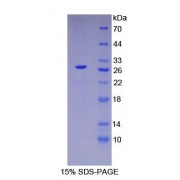 SDS-PAGE analysis of Human HNF4a Protein.