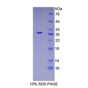 abx067075