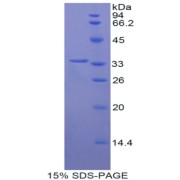 SDS-PAGE analysis of Pig Pro-Hepcidin (Pro-HAMP) Protein.