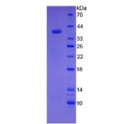 SDS-PAGE analysis of recombinant Rat Hepcidin Precursor (Pre-HAMP) Protein.