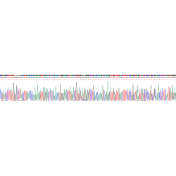 Human Heterogeneous Nuclear Ribonucleoprotein A2/B1 (HNRNPA2B1) Protein