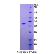 abx067107