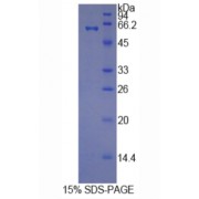 SDS-PAGE analysis of recombinant Human HRG Protein.