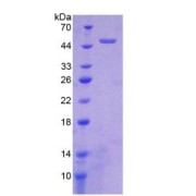 SDS-PAGE analysis of recombinant Human HTRA1 Protein.