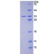 SDS-PAGE analysis of Human HABP1 Protein.
