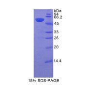 SDS-PAGE analysis of Pig HIF1a Protein.