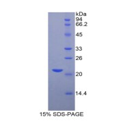 SDS-PAGE analysis of Rat HIF1a Protein.