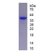 SDS-PAGE analysis of recombinant Mouse EPAS1.