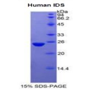 SDS-PAGE analysis of Human Iduronate-2-Sulfatase Protein.