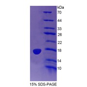 SDS-PAGE analysis of Mouse IDO2 Protein.