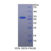 abx067185