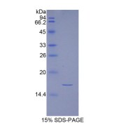 SDS-PAGE analysis of Human Inhibin A Protein.