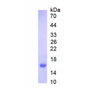 SDS-PAGE analysis of recombinant Rat Inhibin Alpha Chain (INHA) Protein.