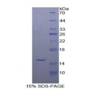 SDS-PAGE analysis of recombinant Human Inhibin beta A Protein.