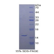 SDS-PAGE analysis of recombinant Human Inhibin beta A Protein.