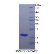 SDS-PAGE analysis of Horse Inhibin beta A Protein.