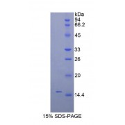 SDS-PAGE analysis of recombinant Mouse Inhibin Beta C (INHbC) Protein.