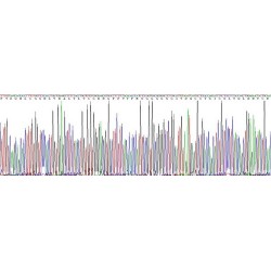 Mouse Insulin (INS1) Protein