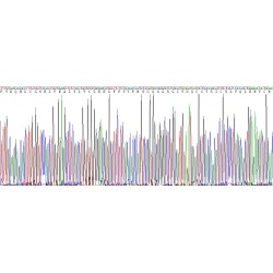 Mouse Insulin (INS) Protein