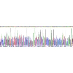 Rat Insulin Like Growth Factor 2 (IGF2) Protein
