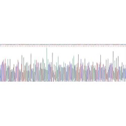 Human Insulin Receptor (INSR) Protein