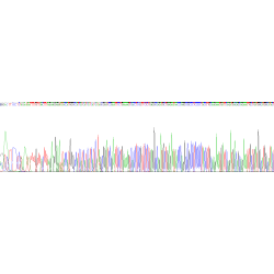 Mouse Insulin Receptor (INSR) Protein