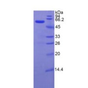 SDS-PAGE analysis of Rat ITIH4 Protein.