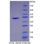 SDS-PAGE analysis of Guinea Pig Interferon alpha Protein.