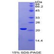 abx067331