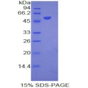 abx067338