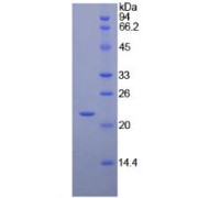 abx067344