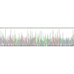 Chicken Interferon Gamma (IFNG) Protein