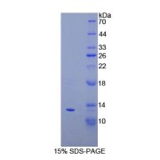 SDS-PAGE analysis of recombinant Cow CXCL10 Protein.