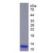 SDS-PAGE analysis of Human ITaC Protein.