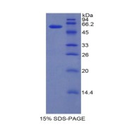 SDS-PAGE analysis of Mouse IRF1 Protein.