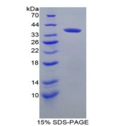SDS-PAGE analysis of Mouse IRF6 Protein.