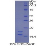 SDS-PAGE analysis of Guinea Pig Interleukin 1 alpha Protein.