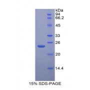 SDS-PAGE analysis of Guinea Pig Interleukin 1 beta Protein.