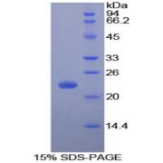 abx067401