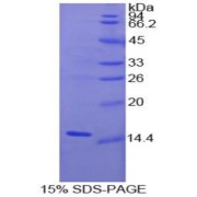 SDS-PAGE analysis of Human Interleukin 15 Protein.