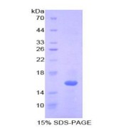 SDS-PAGE analysis of Mouse Interleukin 16 Protein.