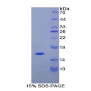 SDS-PAGE analysis of IL16 Protein.