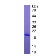 SDS-PAGE analysis of recombinant Rat Interleukin 17B Protein.