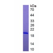 SDS-PAGE analysis of recombinant Rat Interleukin 17B Protein.