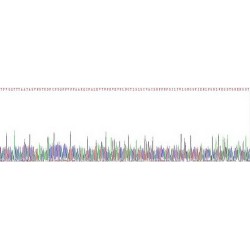 Human Interleukin 18 Binding Protein (IL18BP) Protein