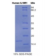 SDS-PAGE analysis of Human IL18R1 Protein.