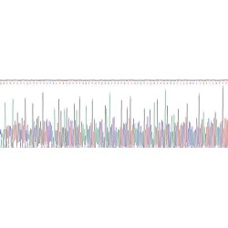 Rat Interleukin 24 (IL24) Protein