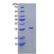abx067518