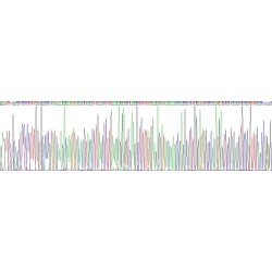 Rat Interleukin 31 (IL31) Protein